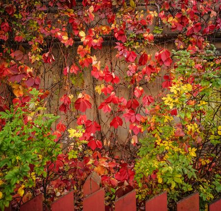 Autumn leaves on the wall of ancient house in Saint Petersburg, Russia.の写真素材