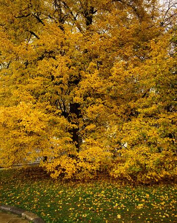 Autumn scenery at sunny day in Saint Petersburg, Russia.