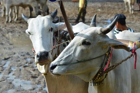 Ox racing on rice field at sunny day. Ox racing is an annual community cultural activity in the flood season.の写真素材