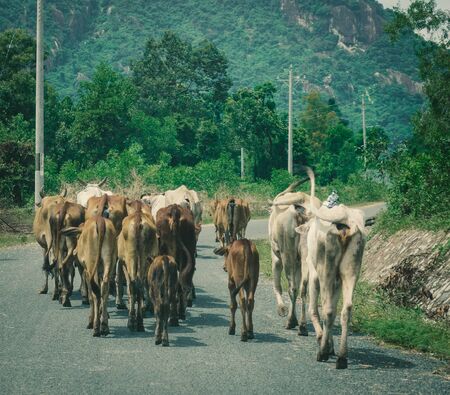 Group of cow are walking on the road in Mekong Delta, Vietnam.の写真素材