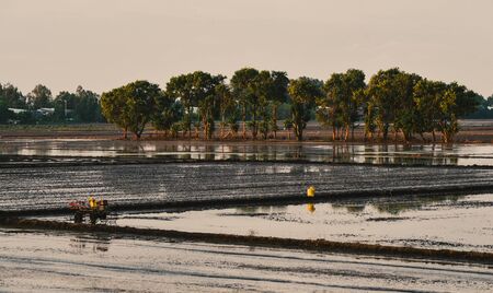 Rice field at the flood season in An Giang, Mekong Delta, Vietnam.の写真素材