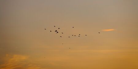 Birds flying while sunset and twilight befor rainfall sky background.