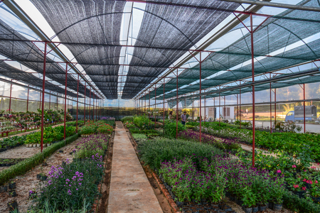 Dalat, Vietnam - Apr 5, 2015. Greenhouse with a large amount of different colors in pots.のeditorial素材