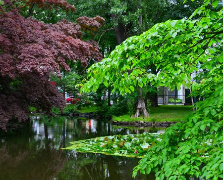Green leaves and trees at summer in Hokkaido, Japan.の写真素材