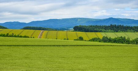 Beautiful rural scenery at summer day in Furano Township, Hokkaido, Japan.の写真素材