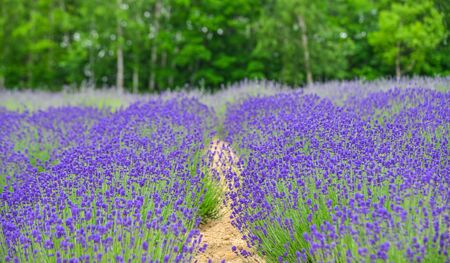 Purple lavender flower field in popular spot for sightseeing of Biei Town, Hokkaido, Japan.の写真素材