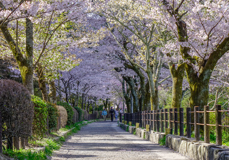 Kyoto, Japan - Apr 9, 2019. Cherry blossom (hanami) in Kyoto, Japan. Cherry blossom festivals are one of the most colorful events of the year in Japan.のeditorial素材