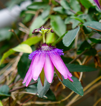 Flowers blooming at the botanic garden in Dalat, Vietnam.のeditorial素材