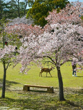 Cherry blossom (hanami) in Nara, Japan. Cherry blossom festivals are one of the most colorful events of the year in Japan.の写真素材