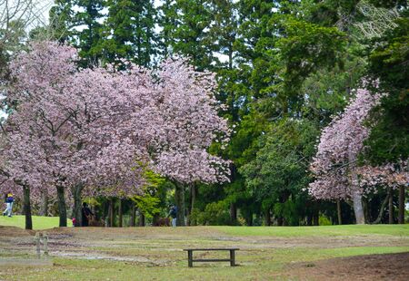 Cherry blossom (hanami) in Nara, Japan. Cherry blossom festivals are one of the most colorful events of the year in Japan.の写真素材