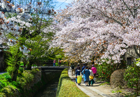 Kyoto, Japan - Apr 9, 2019. Cherry blossom in Philosopher Path (Tetsugaku no michi). Cherry blossom festivals are one of the most colorful events of the year in Japan.のeditorial素材