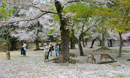 Nara, Japan - Apr 11, 2019. Wild deer at Nara Park (Japan) during a sunny day in the cherry blossom season.のeditorial素材
