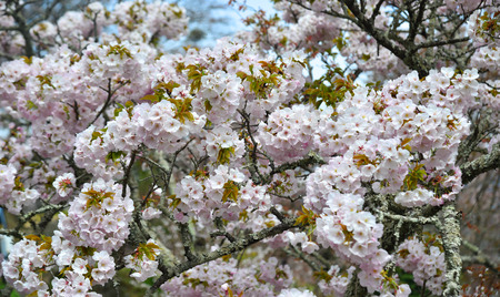 Cherry blossom (hanami) in Yoshino Park, Japan. Cherry blossom festivals are one of the most colorful events of the year in Japan.のeditorial素材