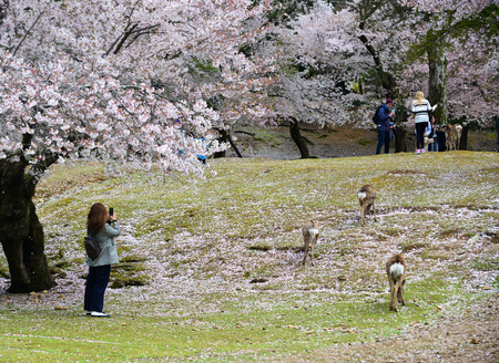 Nara, Japan - Apr 11, 2019. Wild deer playing with tourist at Nara Park (Japan) during a sunny day in the cherry blossom season.のeditorial素材