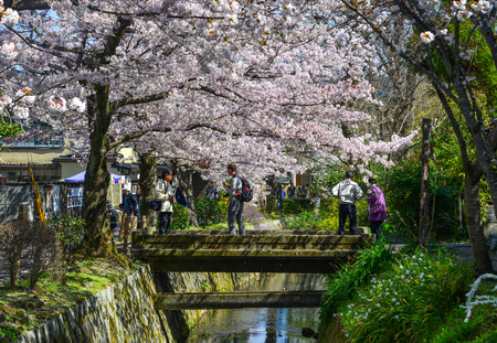 Kyoto, Japan - Apr 9, 2019. Cherry blossom in Philosopher Path (Tetsugaku no michi). Cherry blossom festivals are one of the most colorful events of the year in Japan.のeditorial素材