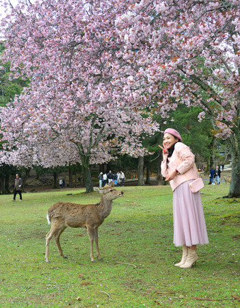 Nara, Japan - Apr 11, 2019. Wild deer playing with tourist at Nara Park (Japan) during a sunny day in the cherry blossom season.のeditorial素材