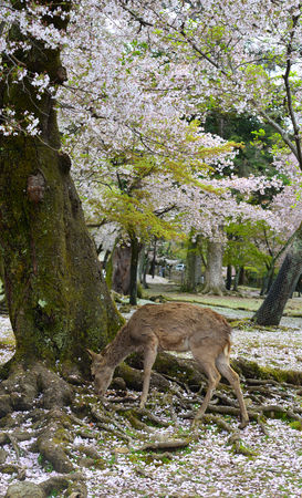 Wild deer at Nara Park (Japan) during a sunny day in the cherry blossom season.のeditorial素材