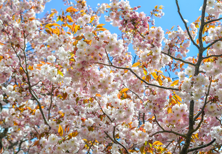 Cherry blossom (hanami) in Nara, Japan. Cherry blossom festivals are one of the most colorful events of the year in Japan.のeditorial素材