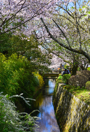 Kyoto, Japan - Apr 9, 2019. Cherry blossom in Philosopher Path (Tetsugaku no michi). Cherry blossom festivals are one of the most colorful events of the year in Japan.のeditorial素材