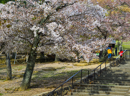 Kyoto, Japan - Apr 11, 2019. Cherry blossom (hanami) in Kyoto, Japan. Cherry blossom festivals are one of the most colorful events of the year in Japan.のeditorial素材