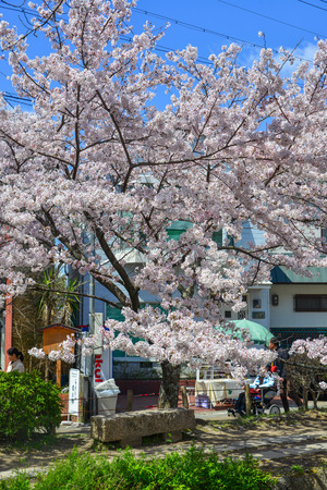 Kyoto, Japan - Apr 9, 2019. Cherry blossom (hanami) in Kyoto, Japan. Cherry blossom festivals are one of the most colorful events of the year in Japan.のeditorial素材