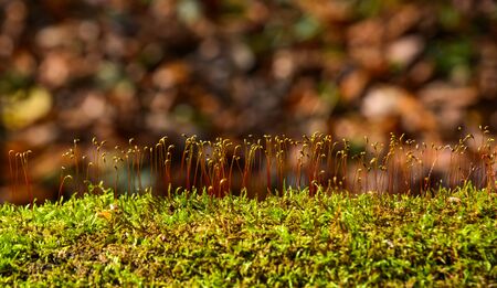 Beautiful green moss in the sunlight, moss closeup.