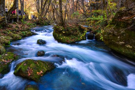 Oirase Stream in sunny day, beautiful fall foliage scene in autumn colors. Flowing river, mossy...