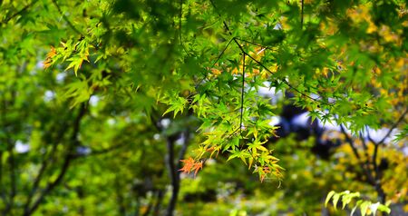 Autumn scenery in Kyoto, Japan. Colorful autumn leaves, called koyo in Japanese, attract many...