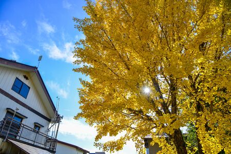 Ginko tree with yellow leaves at autumn in Kyoto, Japan. Colorful autumn leaves, called koyo in Japanese, attract many visitors in the fall.の写真素材