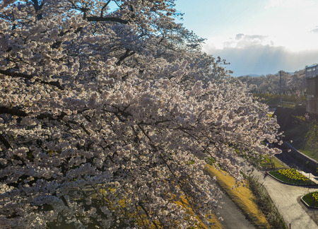 Cherry blossom (hanami) in Shiroishi, Japan. Cherry blossom festivals are one of the most colorful events of the year in Japan.のeditorial素材