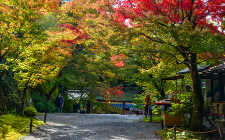 Kyoto, Japan - Nov12, 2019. Autumn scenery in Kyoto, Japan. Colorful autumn leaves, called koyo in...