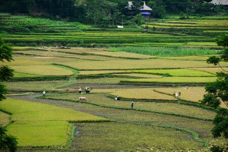 Terraced rice field in Mu Cang Chai, Northwest Vietnam. Terraced rice fields in Vietnam are among...