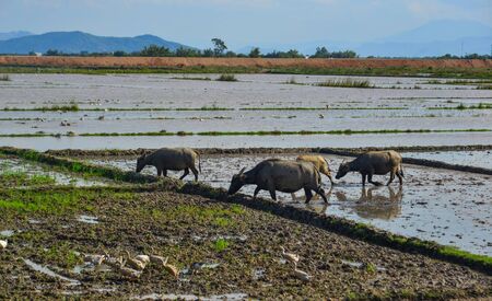 Black water buffaloes on the rice field in Quy Nhon, Vietnam.の写真素材
