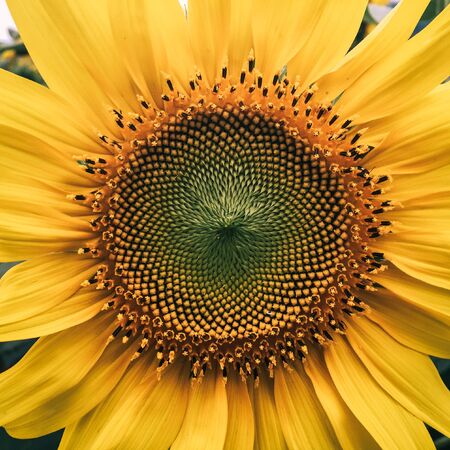 Sunflower on the field at sunny day in Hanoi, Vietnam.の写真素材