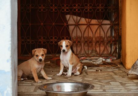 Puppy dogs playing at rural house in Agra, India.