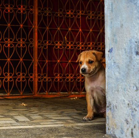 Puppy dogs playing at rural house in Agra, India.