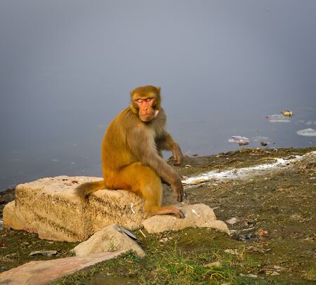 A monkey playing on riverbank of Yamuna River in Agra, India.