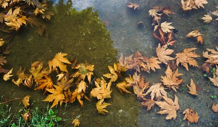 Fallen autumn leaves on the pond at botanic garden in sunny day.の写真素材