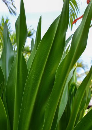 Well manicured landscaped gardens in the tropical resort.の写真素材