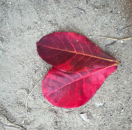 Red Malabar leaves falling on the ground in autumn day.の写真素材