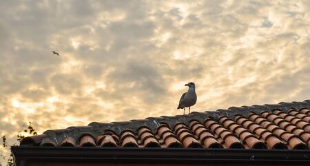 A bird standing on rooftop of brick house in sunset.の写真素材
