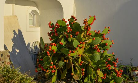 Opuntia ficus-indica (cactus) plants and fruits at Oia Village on Santorini Island, Greece.の写真素材