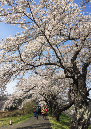 Sendai, Japan - Apr 14, 2019. Cherry blossom (hanami) along Shiroshi River in Sendai, Japan. Cherry blossom festivals are one of the most colorful events of the year in Japan.のeditorial素材