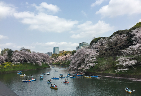 Tokyo, Japan - Apr 7, 2019. Cherry blossom (hanami) in Tokyo, Japan. Cherry blossom festivals are one of the most colorful events of the year in Japan.のeditorial素材
