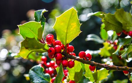 Red berry fruits on the tree at botanic garden in Hallstatt, Austria.