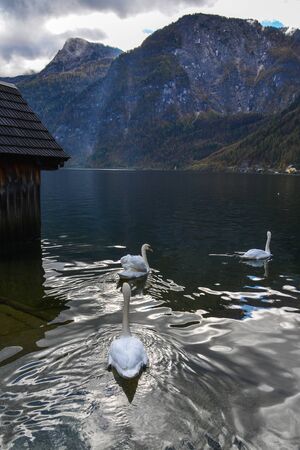 Beautiful swan on the Hallstatt Lake (Austria) in spring time.の写真素材