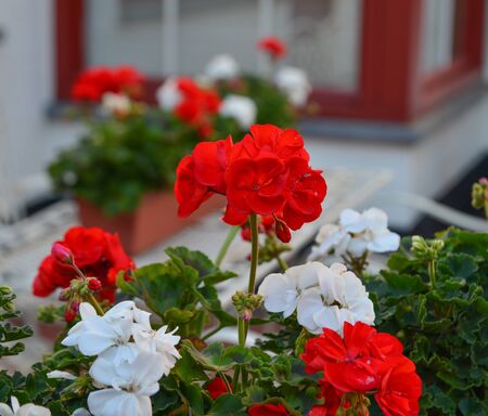Flowerbed fragment along the canal in Bruges, Belgium.の写真素材