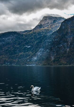 Beautiful swan on the Hallstatt Lake (Austria) in spring time.の写真素材