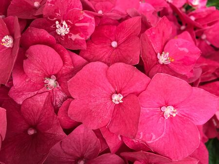 Close up of Mopheads hydrangea (Hydrangea macrophylla) blooming at botanic garden.
