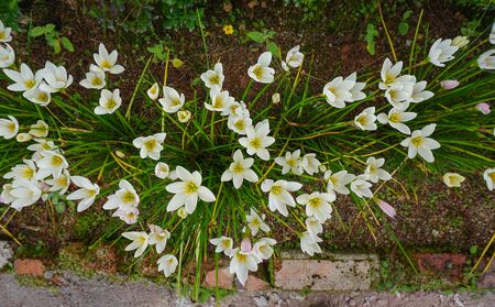 White flowers blooming at the garden of rural house in spring time.の写真素材